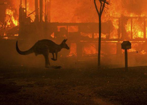 Форекс брокеры Австралии тушат пожары!